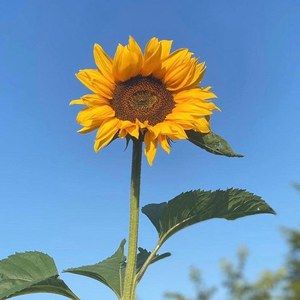 Meet your Posher, Jaye